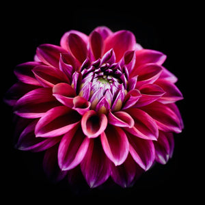 Purple Dahlia | Flower & Nature Photography Tracey Capone Photography