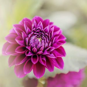 Photograph of Purple Dahlia, Nature Photography Tracey Capone