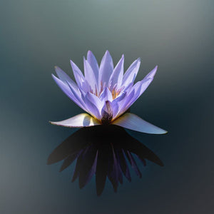 Purple Lotus Photograph | Fine Art Nature Photography Tracey Capone Photography