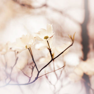 Reach | White Dogwood Flower Photograph Tracey Capone Photography