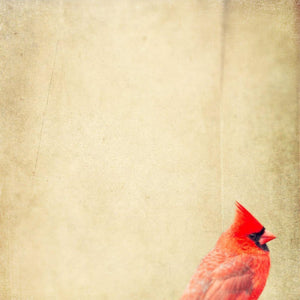 Demure | Red Cardinal Photograph-Tracey Capone Photography