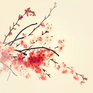 Sakura | Blush Pink Cherry Blossoms-Tracey Capone Photography