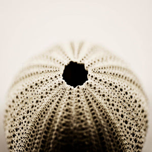Sea Jewels No. 3 | Picture of an Urchin-Tracey Capone Photography