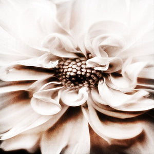 Smoke | White Dahlia Flower-Tracey Capone Photography