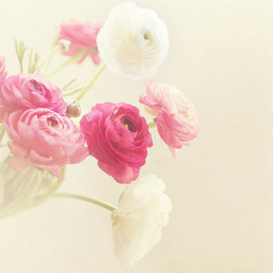 The Ranunculus | Botanical Wall Decor-Tracey Capone Photography