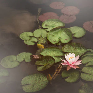 Water Lily | Pink Lotus Photograph-Tracey Capone Photography