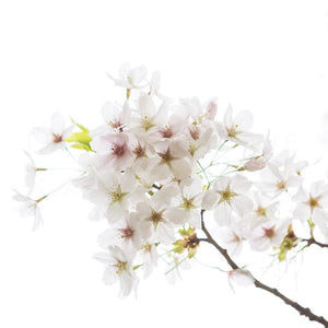 White Cherry Blossoms No. 2 | Nature Photography Tracey Capone Photography
