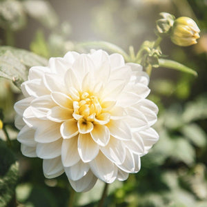 White Dahlia Photograph | Nature Wall Art Print Tracey Capone Photography