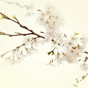 White Sakura | Cherry Blossoms-Tracey Capone Photography