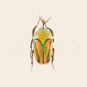 Bug No. 1 | Insect Photography-Tracey Capone Photography