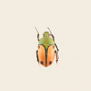 Bug No. 2 | Macro Bug Photograph-Tracey Capone Photography
