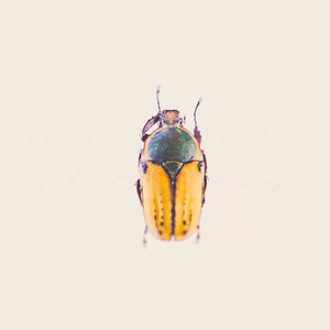 Bug No. 4 | Black & Orange Beetle-Tracey Capone Photography