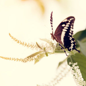 Butterfly Light | Nature Photograph-Tracey Capone Photography