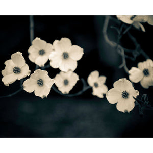Cornouiller | White Dogwood Flowers-Tracey Capone Photography
