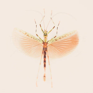 Filament | Colorful Insect Art-Tracey Capone Photography
