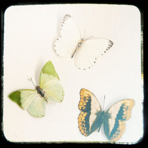 Mariposas No. 1 | Butterfly Wall Decor-Tracey Capone Photography