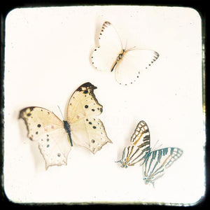 Mariposas No. 2 | Picture of Butterflies-Tracey Capone Photography