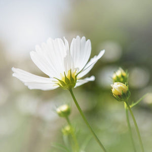 Nature Photography | Photograph Of A Single White Cosmos Flower Tracey Capone Photography