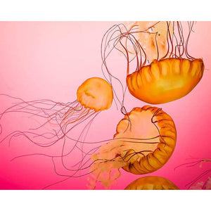 Orange on Pink | Colorful Jellyfish Picture-Tracey Capone Photography