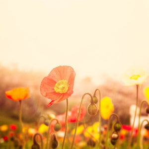 Poppies | Nature Photography-Tracey Capone Photography