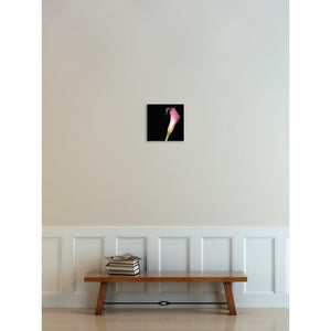 Portrait of a Pink Calla Lily-Wood Mounted Photograph-Tracey Capone Photography
