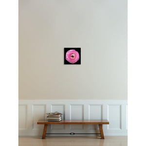 Portrait of a Pink Ranunculus No. 1-Wood Mounted Photograph-Tracey Capone Photography