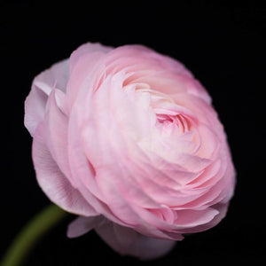 Portrait of a Pink Ranunculus No. 3-Tracey Capone Photography