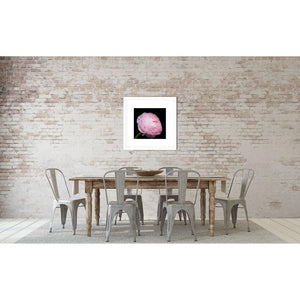 Portrait of a Pink Ranunculus No. 3-Framed Archival Lustre Print-Tracey Capone Photography