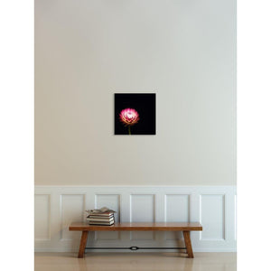 Portrait of a Pink Strawflower No. 2-Wood Mounted Photograph-Tracey Capone Photography