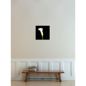 Portrait of a White Calla No. 1-Wood Mounted Photograph-Tracey Capone Photography