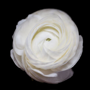 Portrait of a White Ranunculus No. 4-Tracey Capone Photography