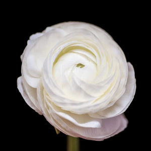Portrait of a White Ranunculus No. 5-Tracey Capone Photography