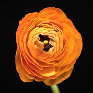 Portrait of an Orange Ranunculus No. 1-Tracey Capone Photography