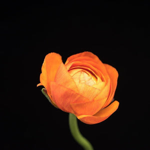 Portrait of an Orange Ranunculus No. 3-Tracey Capone Photography