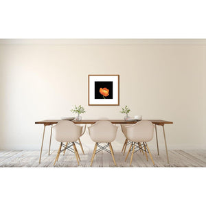 Portrait of an Orange Ranunculus No. 3-Framed Archival Lustre Print-Tracey Capone Photography