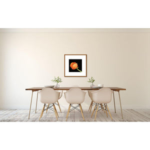 Portrait of an Orange Ranunculus No. 4-Framed Archival Lustre Print-Tracey Capone Photography