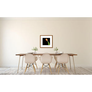 Portrait of an Orange Tulip No. 1-Framed Archival Lustre Print-Tracey Capone Photography