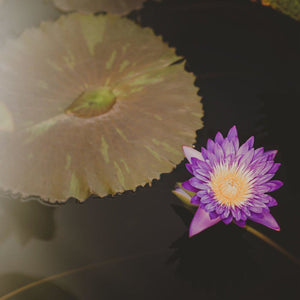 Purple Lotus | Water Lily Photograph Tracey Capone Photography