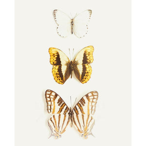 Trio No. 2 | Butterfly Photography-Tracey Capone Photography